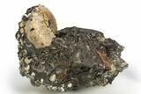 Iridescent Ammonite (Hoploscaphities) Fossil - South Dakota #318820-2